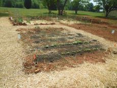 One of the novice master gardener tips from master gardener Buddy Waters is to consider the use of straw and newspaper for mulching.