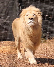 Mandela, a rare white lion, was introduced at Hollywild as the park’s entry into an international breeding program designed to secure population of white lions and species diversity for the future,
 