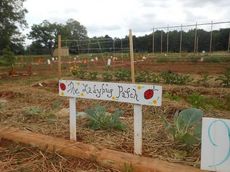 Growers of The Ladybug Patch have an artsy sign greeting their neighbors to the community garden at Greer Memorial Hospital property. The weeds have been maintained to enhance the garden’s growth.