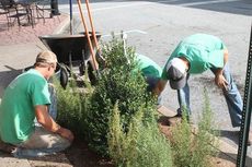 Landscapers plant the boxwoods and other plants in front of BIN112 Monday morning.
 