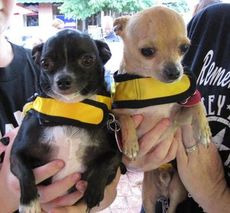 Crackerjack and Abby were the buzz of the town in their bumblebee outfits earning them honorable mention accolades.