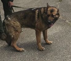 Greenville County Sheriff’s Office search teams are looking for a Sheriff’s Office K-9, who goes by “Rudy”.