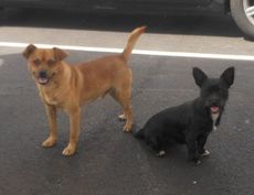 The smell of hotdogs and hamburgers were enough to draw two stray puppies to Quick Lane. Employees say the dogs find their way to the service center each morning from a field near the store and D&D Ford's new showroom.