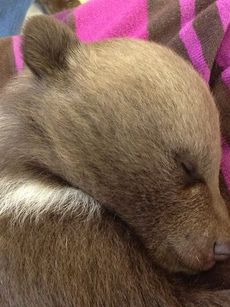 A naming contest for the cub has begun at the park's website, www.hollywild.org.

 