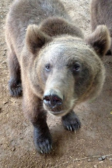 Siberian bear Cyrano is healthy and weighing over 100 pounds, according to park officials.
 
 