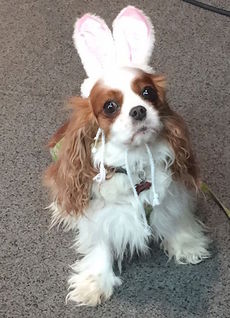 Daisy was part of the Easter Bone Hunt sponsored by Wood