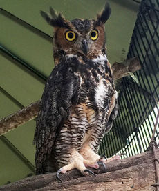 The newest member of the Hollywild family, a male Great Horned Owl, will be celebrated on Saturday with Owl-O-Ween where visitors can submit names for the owl.
 