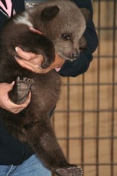 The cub’s (human) baby soft feet were a surprising detail to visitors at the park last weekend.