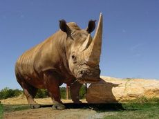 The biggest (heaviest) animal at Hollywild Animal Park is this white rhinoceros. Don't even think about outrunning a rhino – they are faster than humans.
 
 