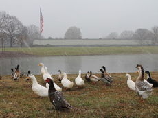 Miliken Pond in Spartanburg had an audience when the snow started.
 