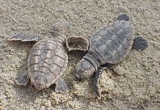 Record-breaking season for sea turtle nesting in South Carolina