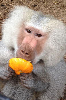 Baboon “PJ” was given fruit treats and mini pumpkins.
 