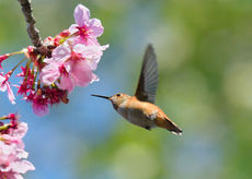 Spring tips to attract beautiful birds to your yard