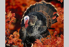 Wild turkey reproduction drops significantly