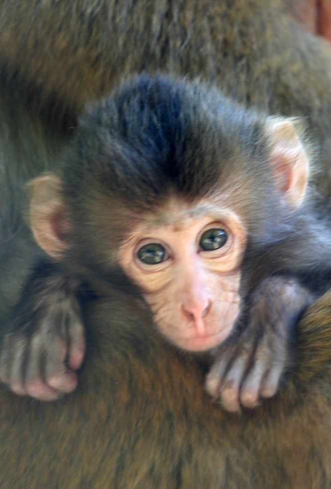 Jacob is the first baby Snow Macaque, an Old World Monkey species native to Japan, born at Hollywild Animal Park.