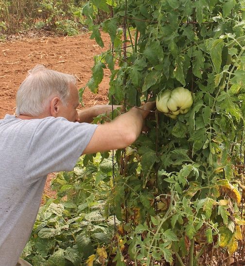 David Dalby reaches into a tomato plant to thin them out.
 