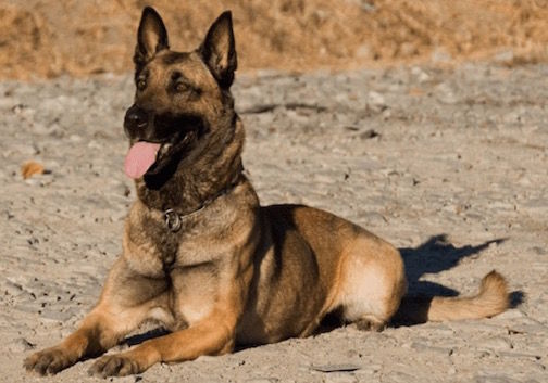  
Hyco is a 4 year old Belgian Malinios, narcotics detection K9. 