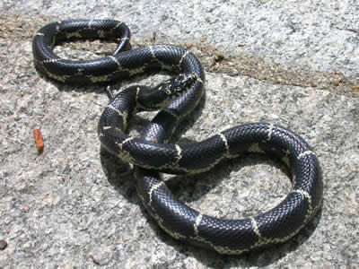Eastern king snake