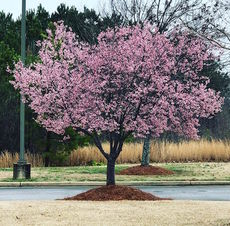 Josephine Silver photographed this flowering tree behind CresCom Bank on Buncombe Road in Greer.
 