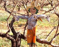 Scarecrows in peach orchards are a lure for children and a warning to birds.