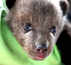 Here's looking at you! A baby cub, part of a litter of three, was born at Hollywild Animal Park on Jan. 11.