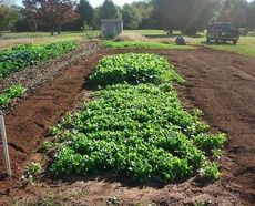 David Dalby is taking advantage of the community garden for winter crops.
 