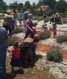 Thousands showed up for the U-Pick lavender event that quickly turned into a festival.
 
 