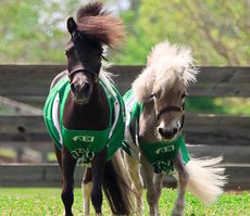 Star and Huck are the mascots of the FEI World Equestrian Games Tryon 2018.