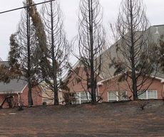 30-foot flames were described climbing Leyland Cypress trees.
 