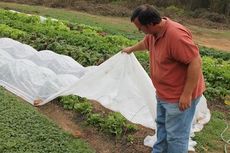 Chad Manaton shows how covers over produce insulate them from cold temperatures.