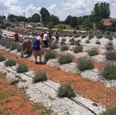 It took only one acre of lavender to bring passionate customers to the U-Pick.
 
 
