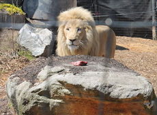 Mandela, 5, weighs more than 600 pounds and will be fed, on the average, 15 pounds of meat daily.
 
 
 
 