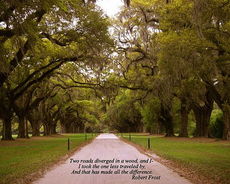 Trees provide a canopy over this path in Charleston reminding Helen of Robert Frost.