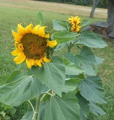 Every garden needs sunflowers. These sunflowers are rapidly growing and are the tallest items in the garden.
