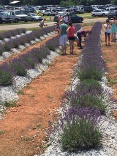 The lavender fragrance could be smelled from the farm to Highway 101.
 
 
