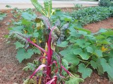 This is one of the few plots that is growing rhubarb. It is showing its thick stalks and its purplish color.