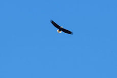 An eagle soared over Lake Robinson, part of the habitat around the lake.
 