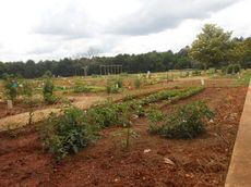 Friends of Greer Memorial Hospital are combining their garden plots to share the work and enjoy the plentiful fruit and vegetables it will grow. Excess food produced by families and friends will be donated to food banks in the Greer area.