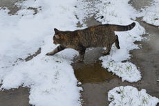 A cat cautiously maneuvers around the ice.
 