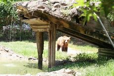 The before look of the bear habitat at Hollywild Animal Park.