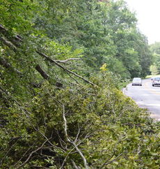 Damaged trees were widespread in Greer during Thursday's storms.
 