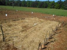 Haystraw is used to protect the seeds and plants from drying out. This plot is bordered by wooden sticks.
