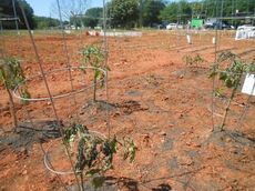These tomato plants show some of the damaged caused by Wednesday night's cold temperatures and windy conditions. These plants were photographed at the Greer Community Garden.
