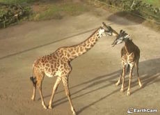 Greenville Zoo giraffes Autumn and Walter are expecting their second calf.
 
 
