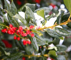 Holly and berries on ice.
 
