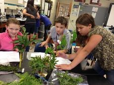 RMS students participate in a plant structure lab.