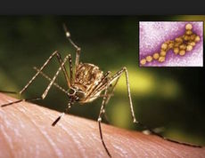 City of Spartanburg confirms first human case of West Nile Virus