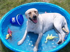 Providing a kiddie pool for your dog is a good way to beat the summer heat.