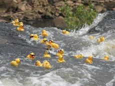 A sea of yellow ducks sporting sunglasses float down the Reedy River Falls. They will be colleceted in a funnel set up by environmental remediation company.