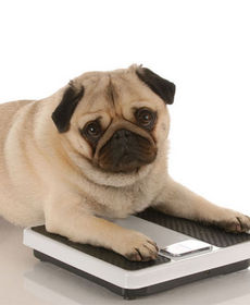 For healthier pets, watch their weight